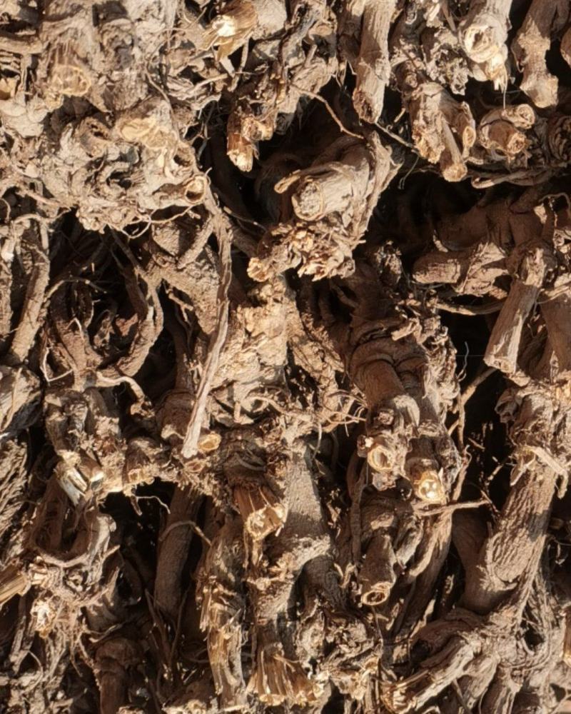 龙活两年生质量保证产地供货一首货源