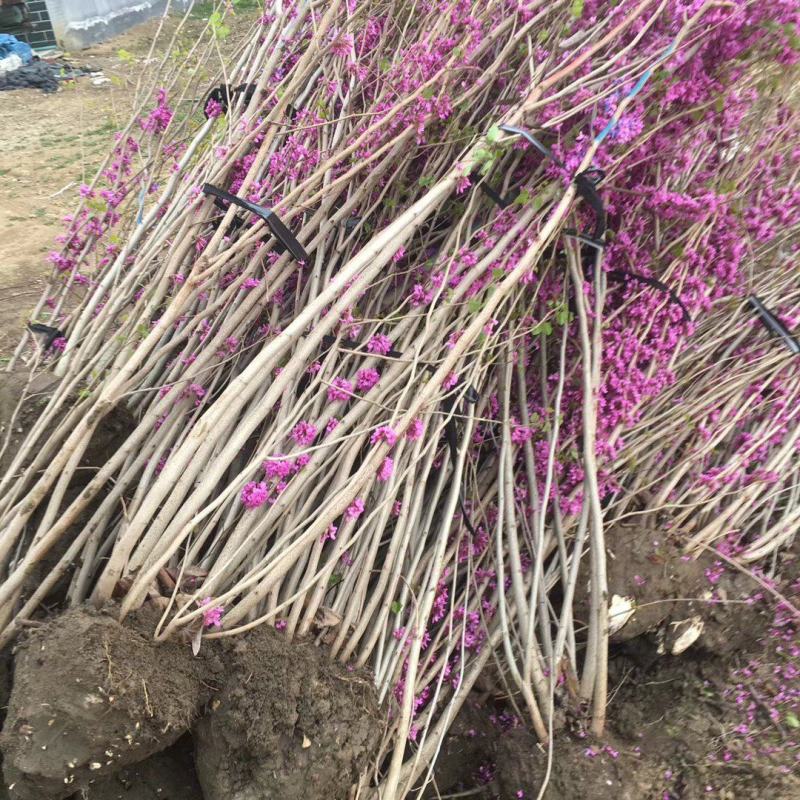 丛生紫荆3~20个叉头以上1~2米冠幅价格满条红绿化树