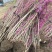 丛生紫荆3~20个叉头以上1~2米冠幅价格满条红绿化树