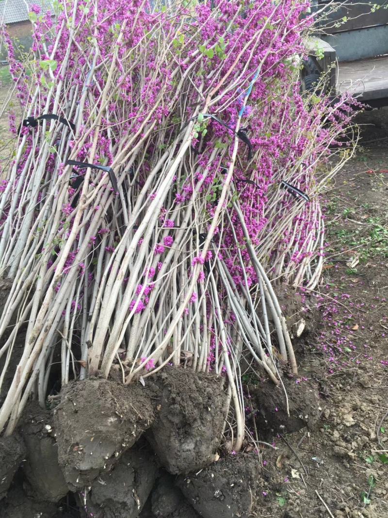 丛生紫荆3~20个叉头以上1~2米冠幅价格满条红绿化树