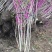 丛生紫荆3~20个叉头以上1~2米冠幅价格满条红绿化树
