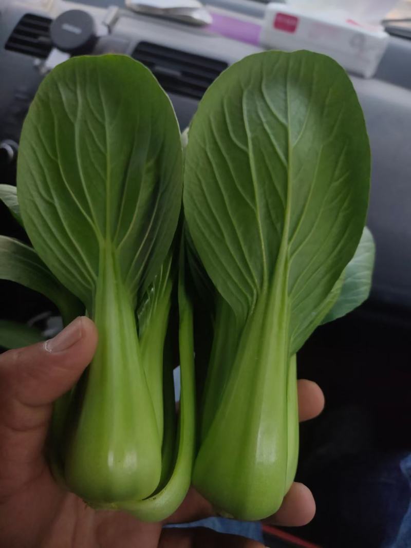 小青菜