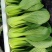 小青菜