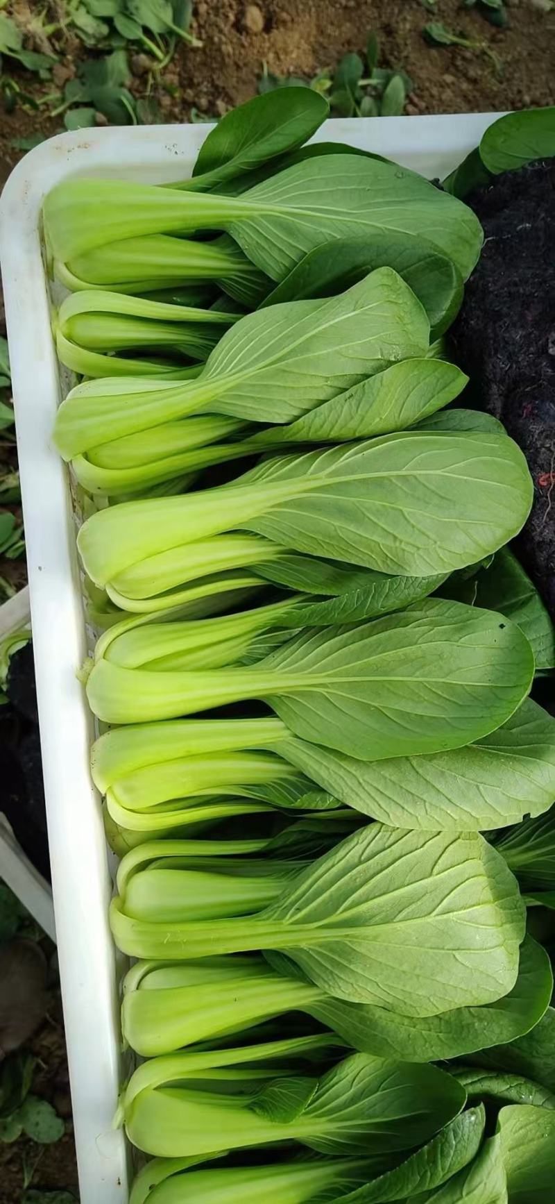 小青菜