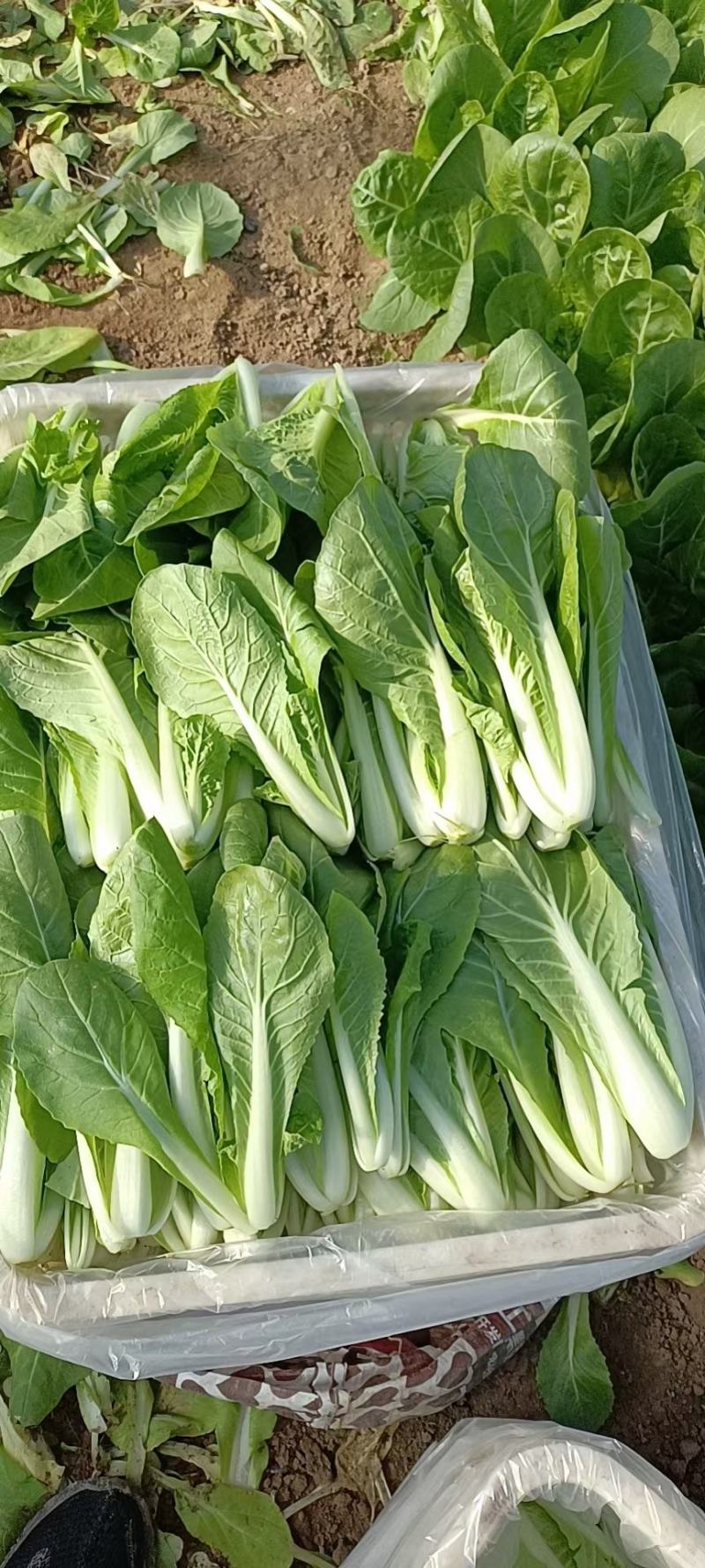 小青菜