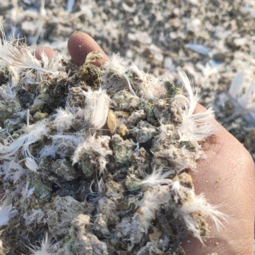 鸽子粪喂鱼种地有质有机肥畜禽粪便纯干鸽粪果树蔬菜农家粪肥