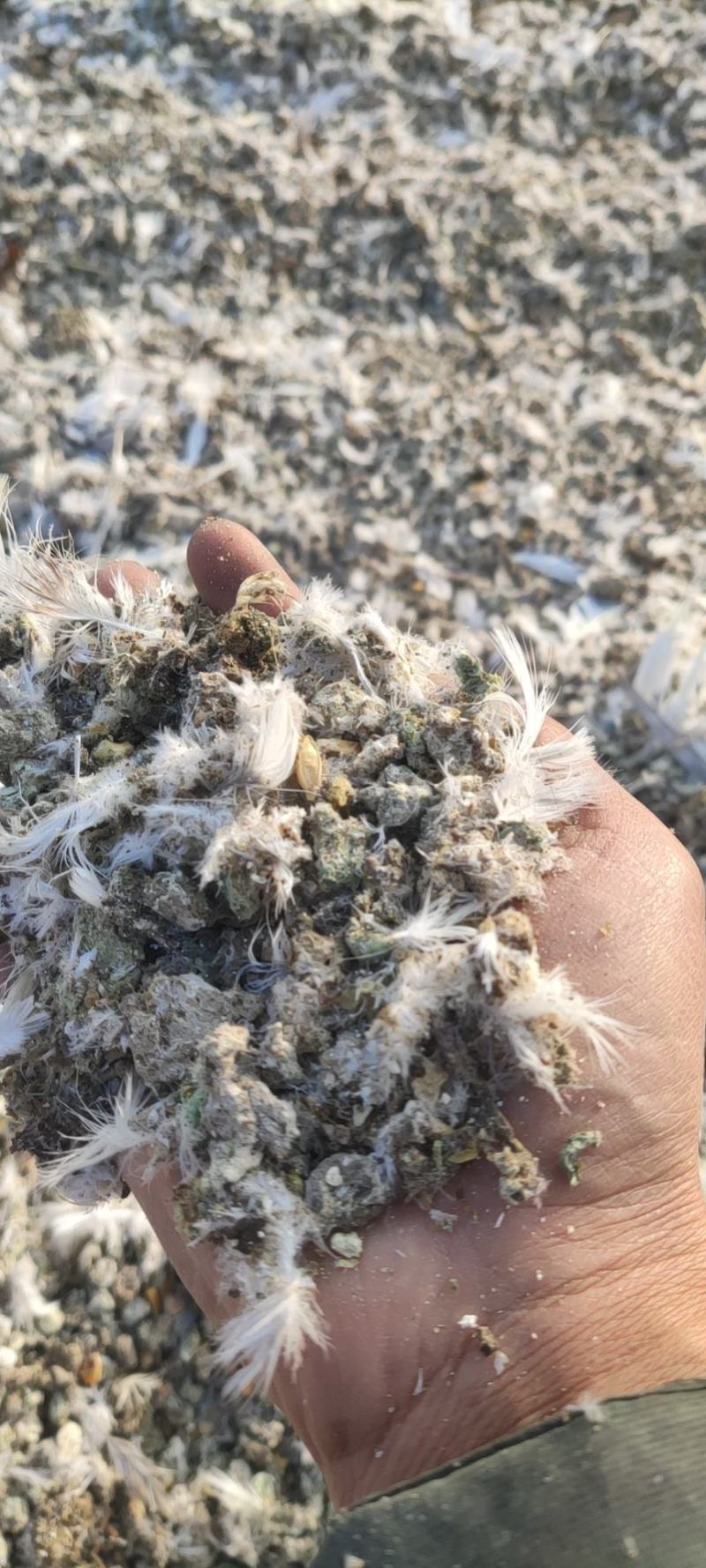 鸽子粪喂鱼种地有质有机肥畜禽粪便纯干鸽粪果树蔬菜农家粪肥