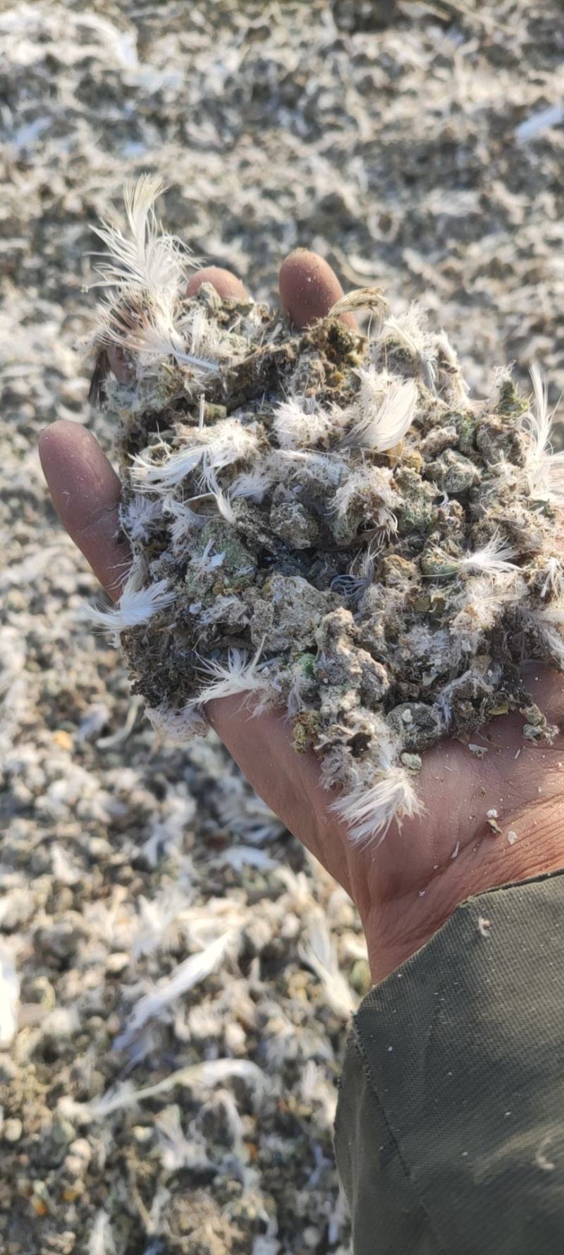 鸽子粪喂鱼种地有质有机肥畜禽粪便纯干鸽粪果树蔬菜农家粪肥