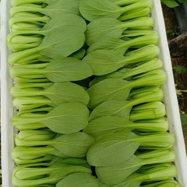 小青菜