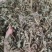 中药材广霍香霍香新货无硫支持平台交易