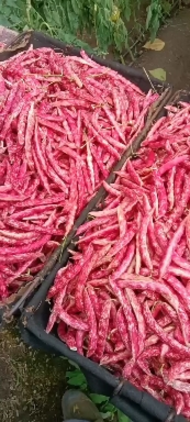 红金钩大红袍豆角6/7/8个豆居多，豆角吐纽就是红色