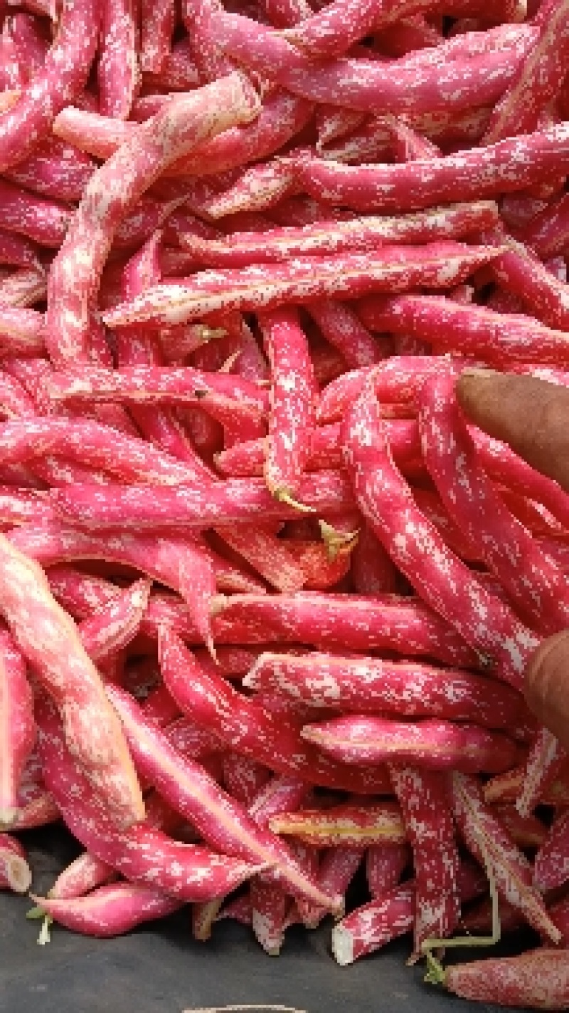 红金钩大红袍豆角6/7/8个豆居多，豆角吐纽就是红色