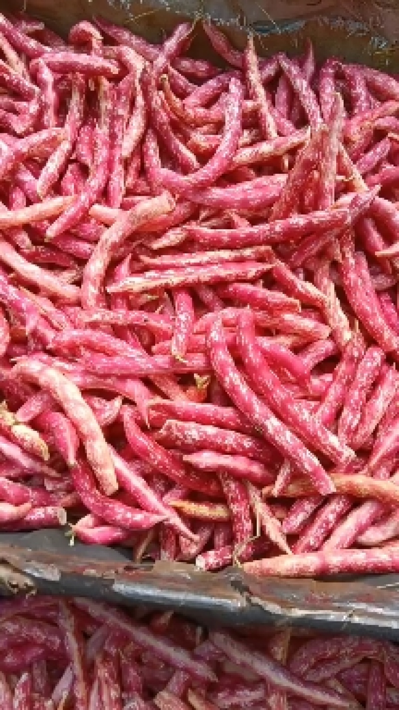 红金钩大红袍豆角6/7/8个豆居多，豆角吐纽就是红色
