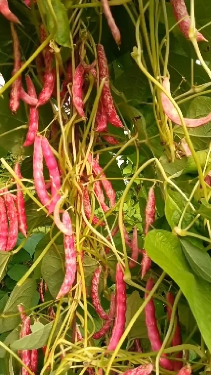 红金钩大红袍豆角6/7/8个豆居多，豆角吐纽就是红色