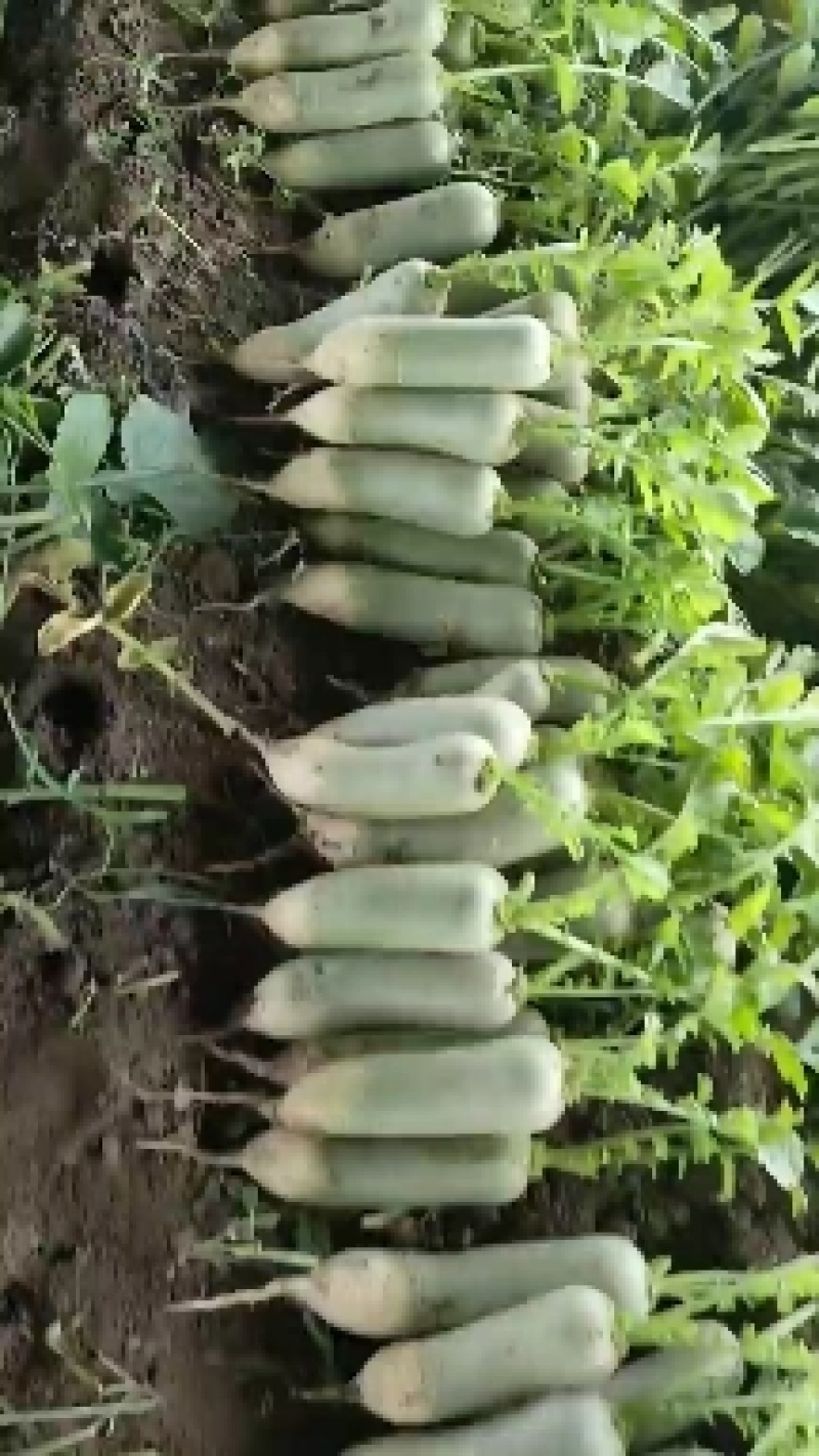 山东临沂万青萝卜，口感好，颜色正，个头不大不小，耐运输，