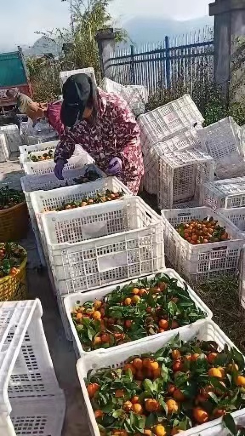 【好评高】广西沙糖桔一级精品，砂糖大量上市，诚信经营