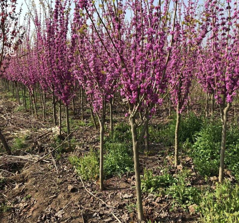 独杆高杆紫荆花树苗3/5/6/8公分价格满条红绿化风景树