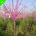 独杆高杆紫荆花树苗3/5/6/8公分价格满条红绿化风景树