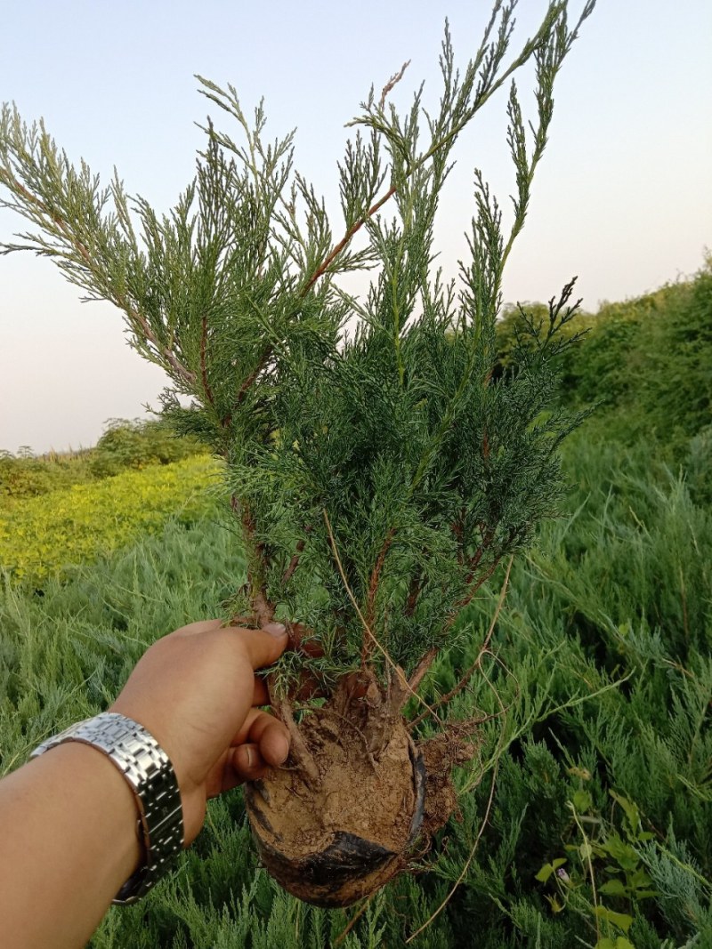 沙地柏产地直销自家苗圃规格齐全发车快质量好