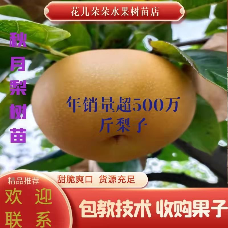 秋月梨树苗大量供货。纯度百分之九十九。包邮，包教技术。