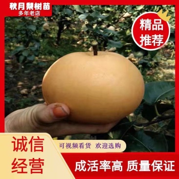 梨树苗0.8cm150~200cm包成活包教学