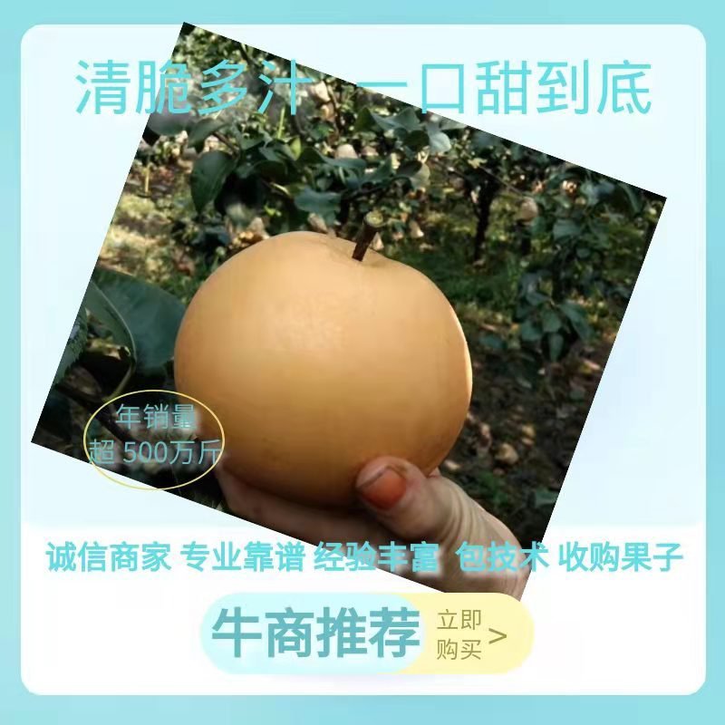 秋月梨纸加膜六两起步上不封顶。自家果园种值的梨子。