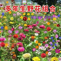耐寒花种多年生野花组合种子四季开花不断花籽庭院易种活室外