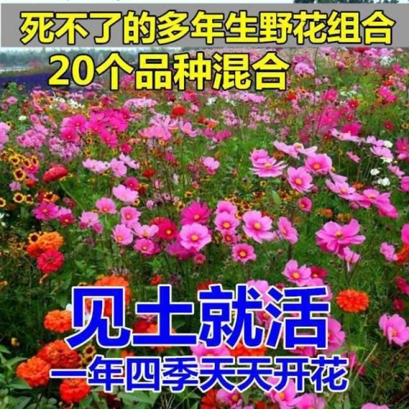 耐寒花种多年生野花组合种子四季开花不断花籽庭院易种活室外