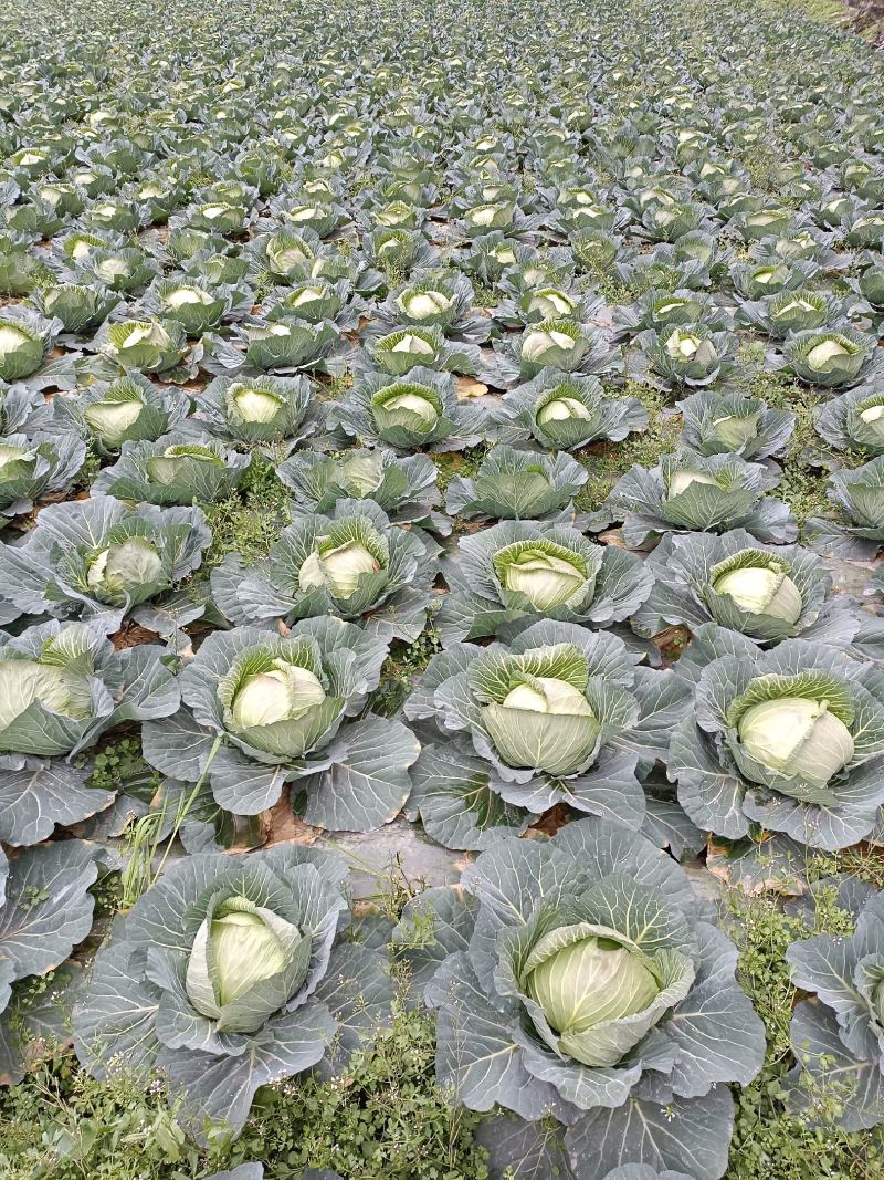 四川当季热销福川包包菜，产地直供，一手货源