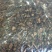 大量批发东北纯野生特大粒蒲公英根量大从优欢迎选购