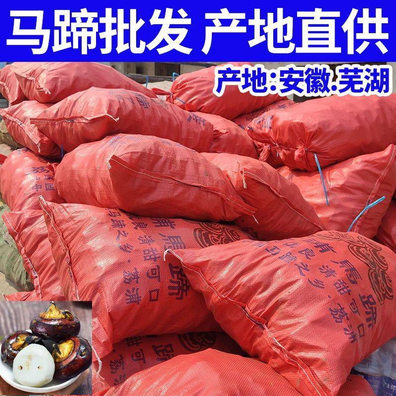 新鲜马蹄荸荠特大马蹄红马蹄毛马蹄地栗当季水果脆甜化渣