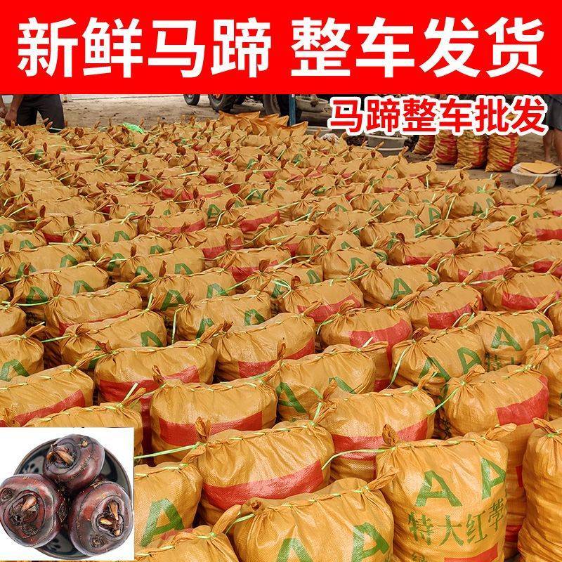 新鲜马蹄荸荠特大马蹄红马蹄毛马蹄地栗当季水果脆甜化渣