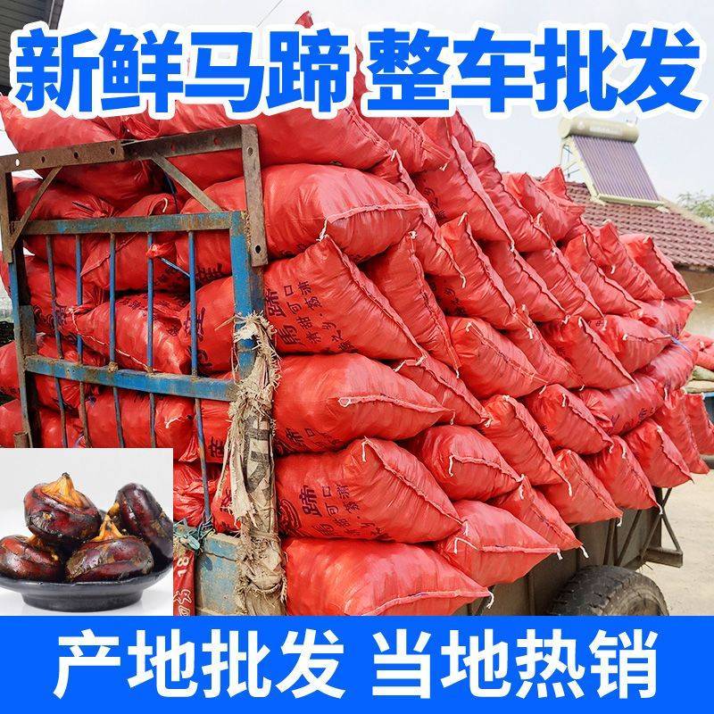 新鲜马蹄荸荠特大马蹄红马蹄毛马蹄地栗当季水果脆甜化渣