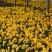 三色堇，基地自产自销，