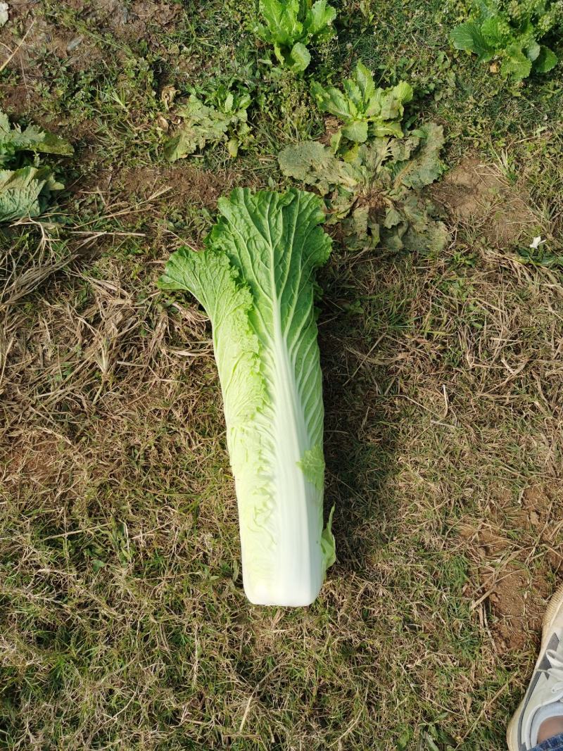 竹筒菜卷同青长菜绍菜
