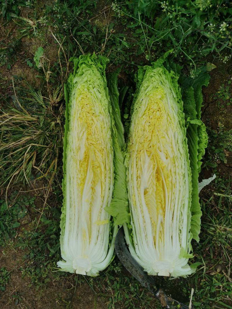 竹筒菜卷同青长菜绍菜