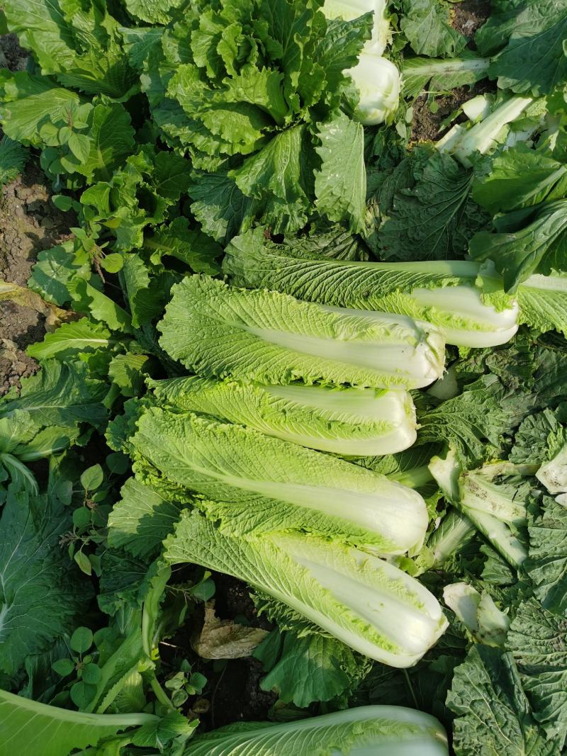 竹筒菜卷同青长菜绍菜