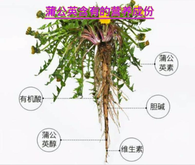 大量批发东北纯野生特大粒蒲公英根量大从优欢迎选购