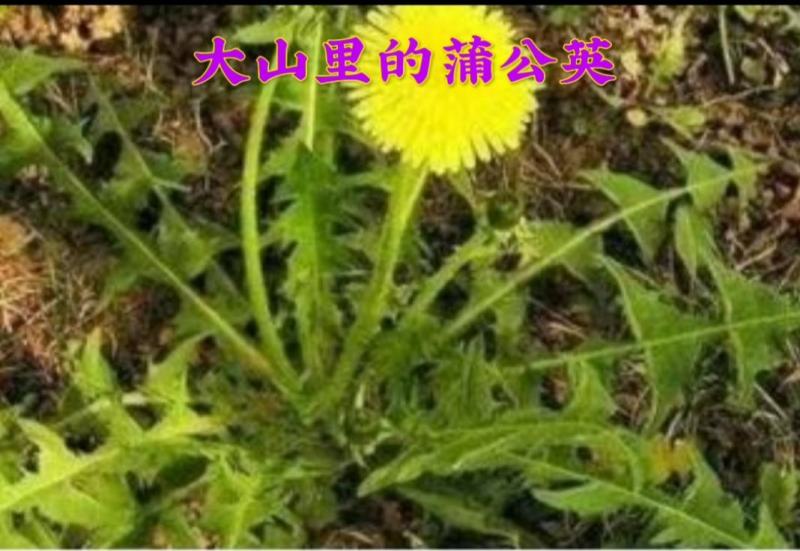 大量批发东北纯野生特大粒蒲公英根量大从优欢迎选购
