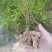 云南天冬苗贡献维护者朋双喆天冬是百合科植物天门冬