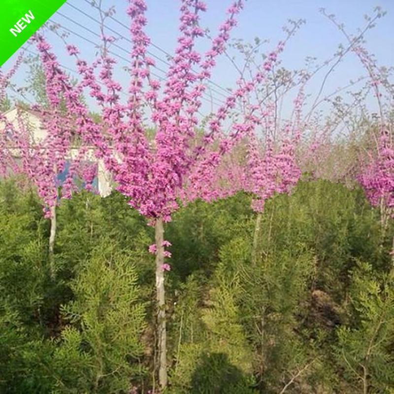 独杆紫荆花树3/5/6/8公分价格满条红绿化风景树