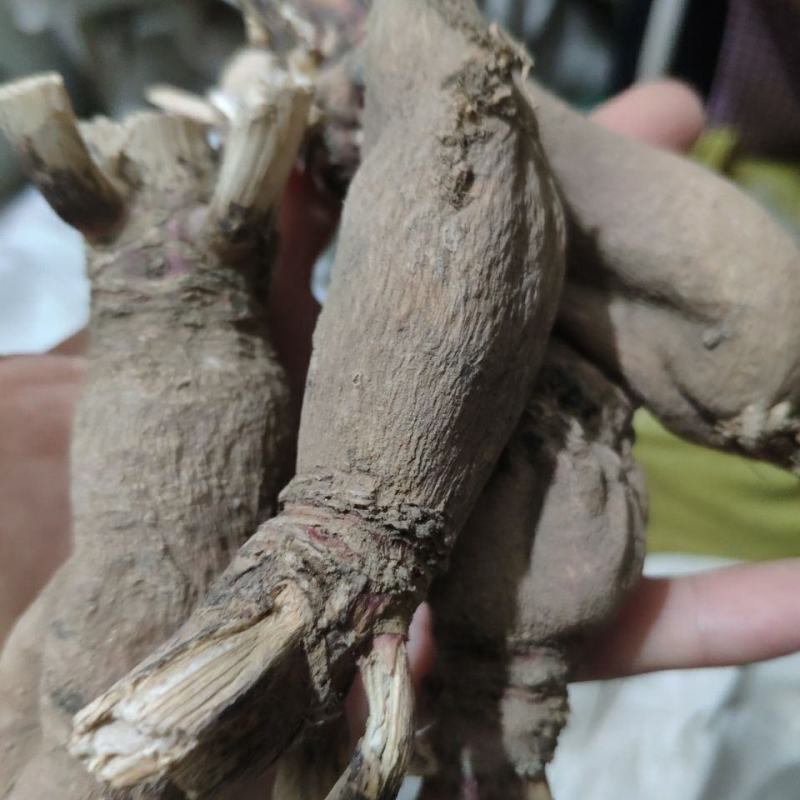 中药材仙人头仙人骨地骷髅不满意可退换货