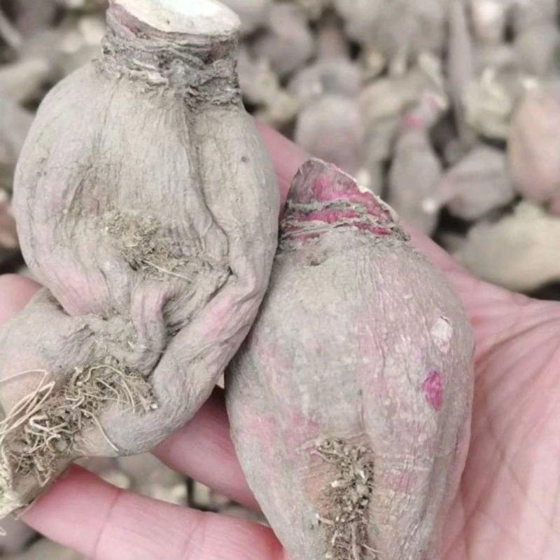 中药材仙人头仙人骨地骷髅不满意可退换货