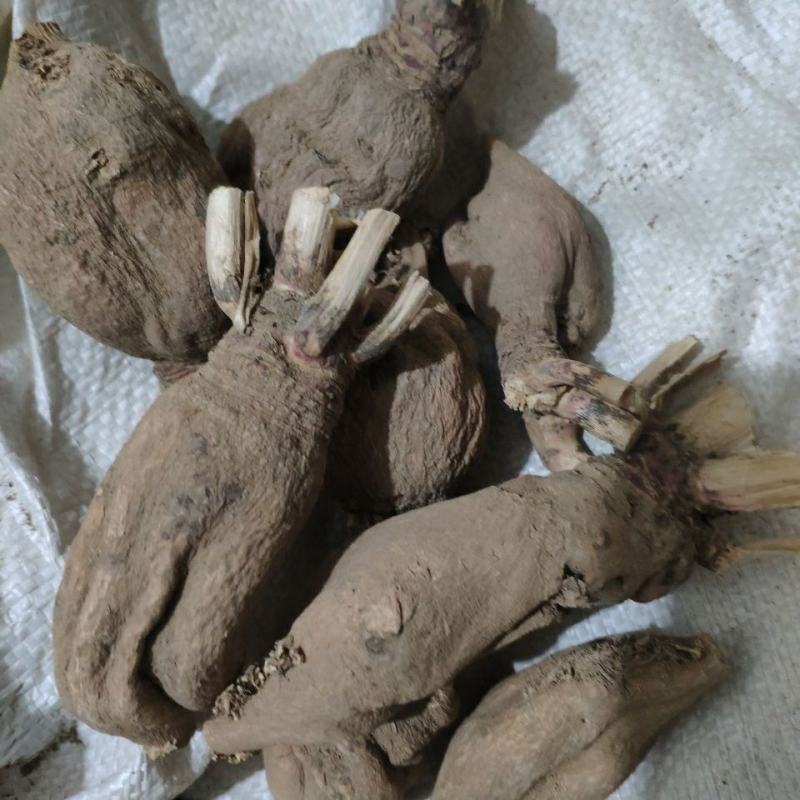 中药材仙人头仙人骨地骷髅不满意可退换货