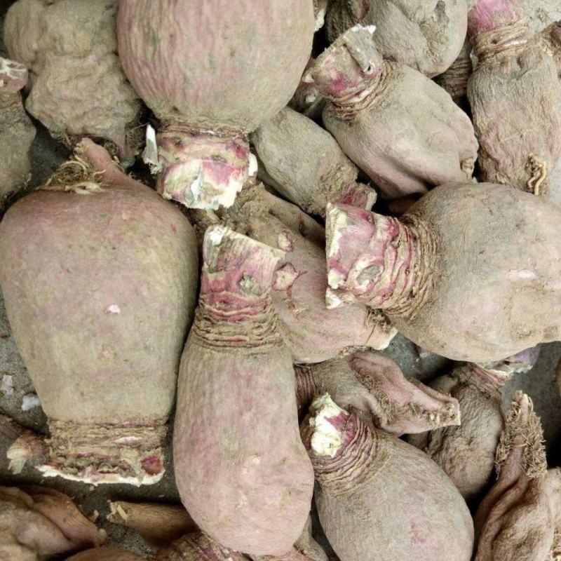 中药材仙人头仙人骨地骷髅不满意可退换货