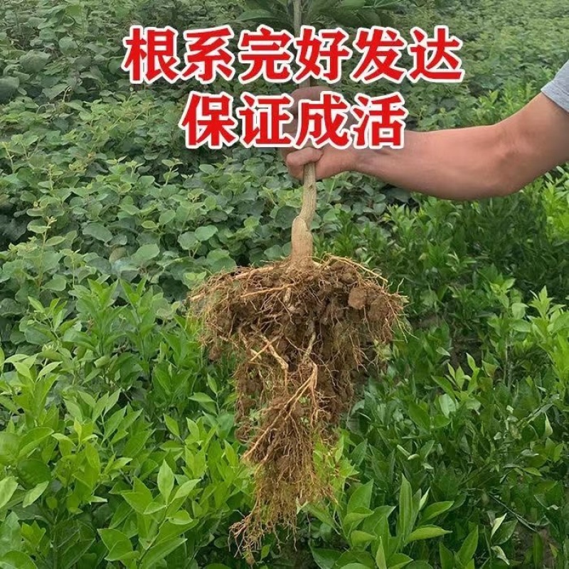 橙子树苗红玉血橙脐橙苗爱媛果冻橙苗红心血橙苗