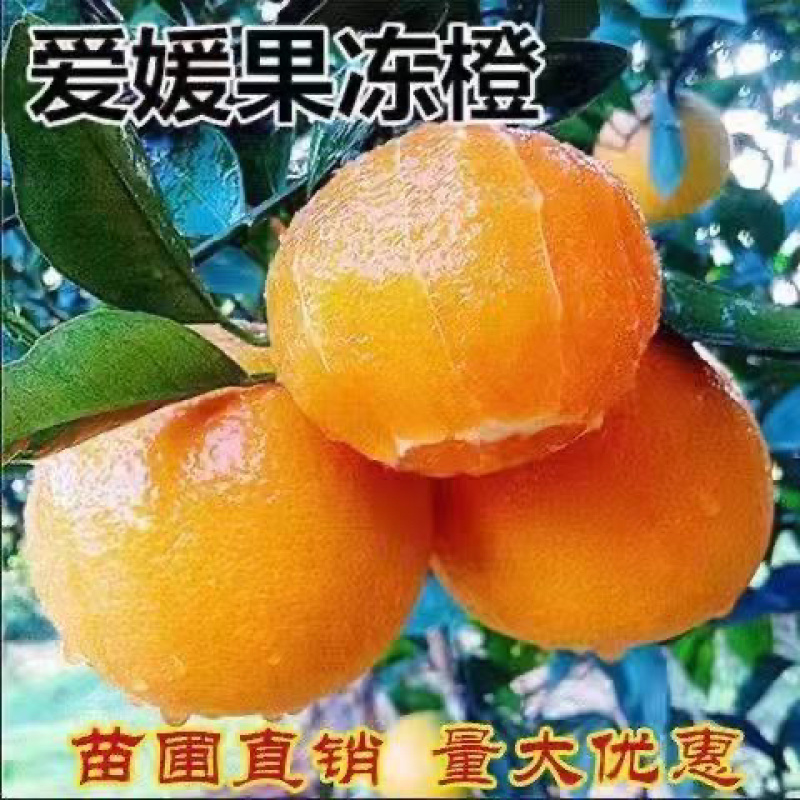 橙子树苗红玉血橙脐橙苗爱媛果冻橙苗红心血橙苗