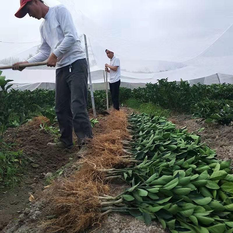 橙子树苗红玉血橙脐橙苗爱媛果冻橙苗红心血橙苗