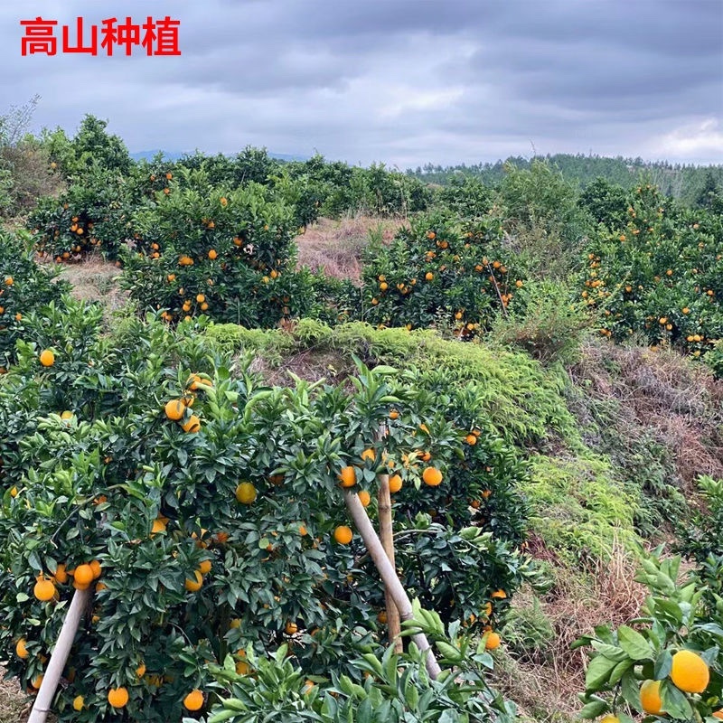 橙子树苗红玉血橙脐橙苗爱媛果冻橙苗红心血橙苗