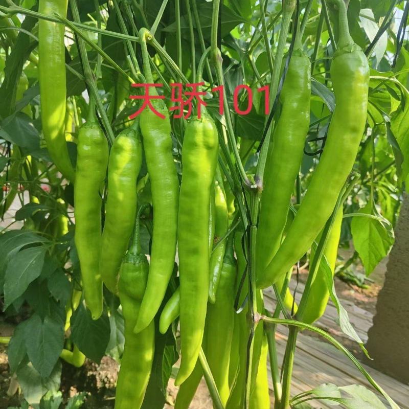 【精品苗】辣椒苗羊角椒苗黄皮羊角椒苗，青皮羊角椒苗